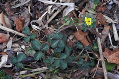 Potentilla matsumurae