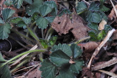 Potentilla matsumurae