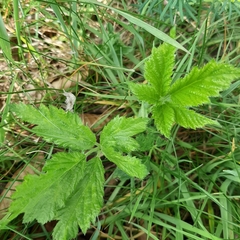 Rubus fruticosus