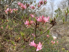 Rhododendron prinophyllum