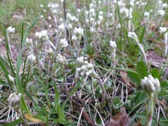 Antennaria howellii