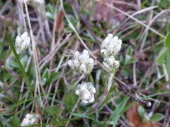 Antennaria howellii