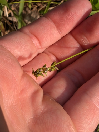 Carex retroflexa