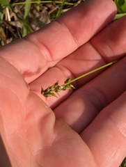 Carex retroflexa