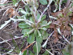 Antennaria howellii