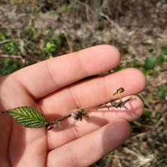 Rubus fruticosus