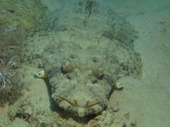 Papilloculiceps longiceps