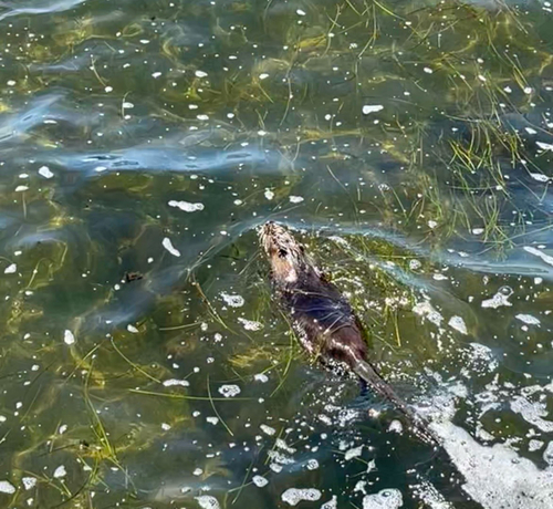 Coypu
