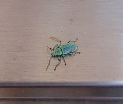 Phyllobius maculicornis