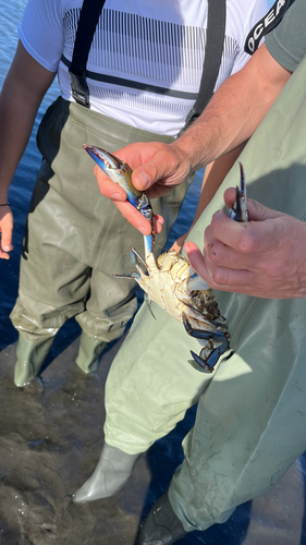 Atlantic Blue Crab