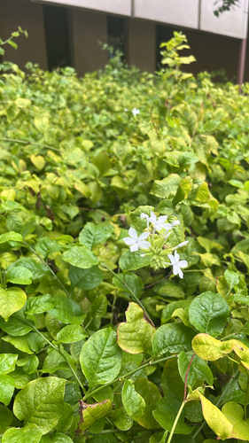 Plumbago zeylanica observed 2026-06-04