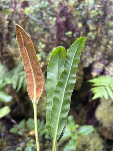 Elaphoglossum wawrae observed 2026-06-04
