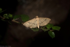 Addaea subtessellata