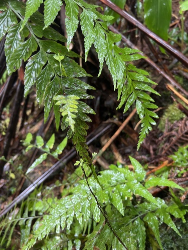 Asplenium lobulatum observed 2026-06-04
