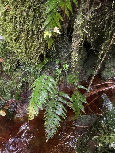 Asplenium insiticium observed 2026-06-04