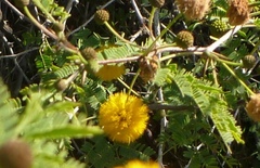 Vachellia farnesiana image