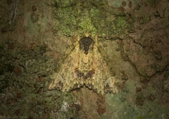 Tamba conscripta