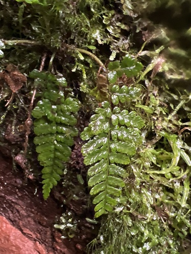 Dryopteris crinalis observed 2026-06-04