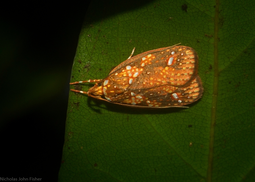 Scorpiopsis pyrobola
