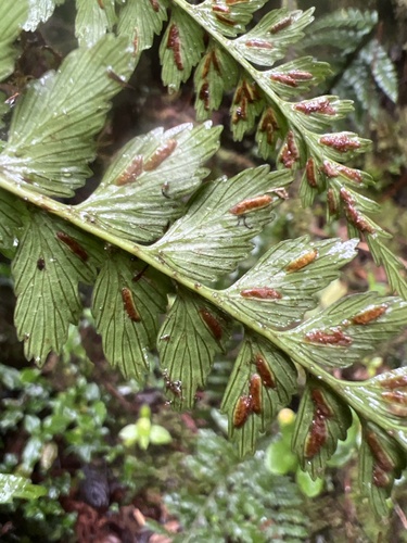Asplenium acuminatum observed 2026-06-04
