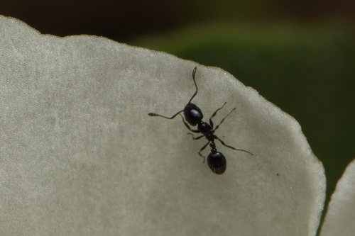 Monomorium ergatogyna