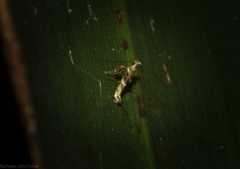 Cyphosticha panconita