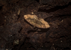 Scotocyma albinotata