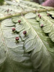 Baby's Tears (Eupodium)