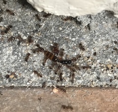 Solenopsis punctaticeps