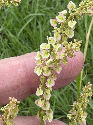 Rumex hastatulus, photograph 5
