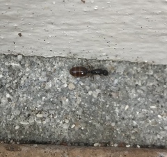 Solenopsis punctaticeps