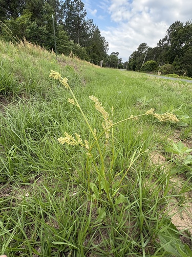Rumex hastatulus, photograph 6