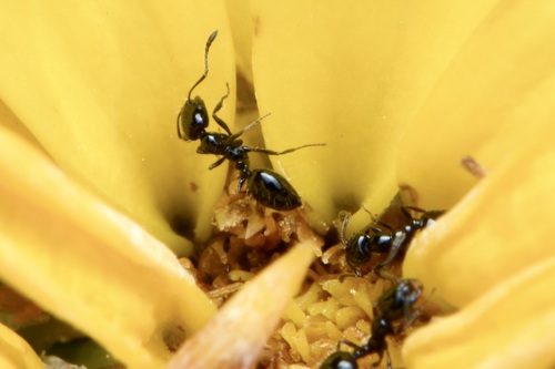 Monomorium ergatogyna