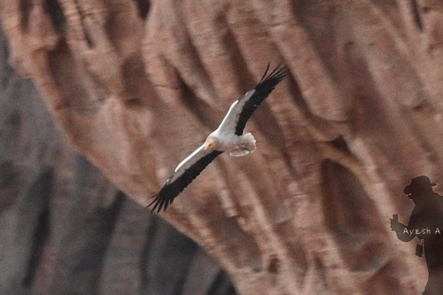 Egyptian Vulture