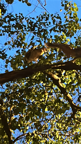 Malayan Night Heron