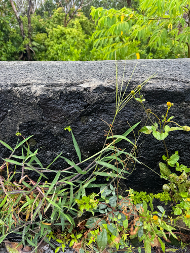 Digitaria ciliaris observed 2026-06-04