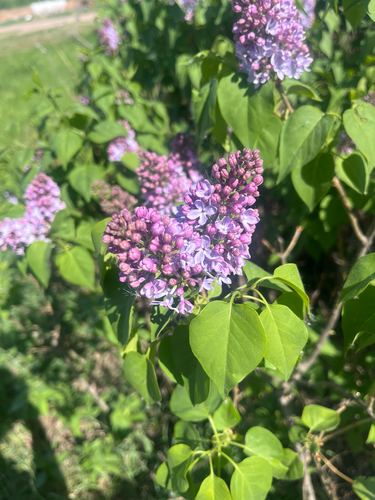 common lilac