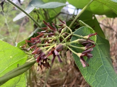 Matelea hirtelliflora