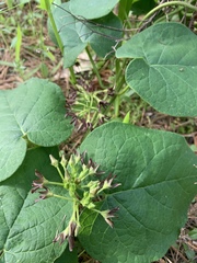 Matelea hirtelliflora