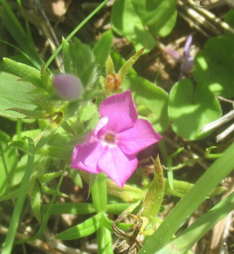 Phlox cuspidata, photograph 3
