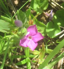Phlox cuspidata, photograph (c) Linda Jo Conn, some rights reserved (CC BY)
