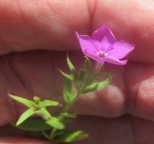 Phlox cuspidata, photograph 2