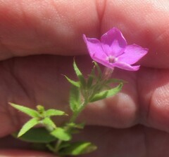Phlox cuspidata, photograph (c) Linda Jo Conn, some rights reserved (CC BY)