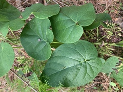Matelea hirtelliflora