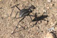 Stenocara gracilipes