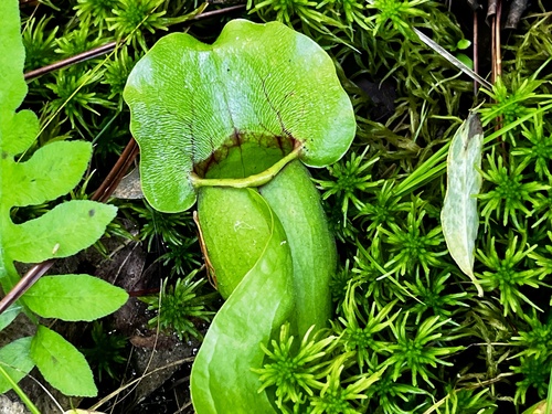 Burk's southern pitcher plant