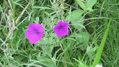 Petunia integrifolia