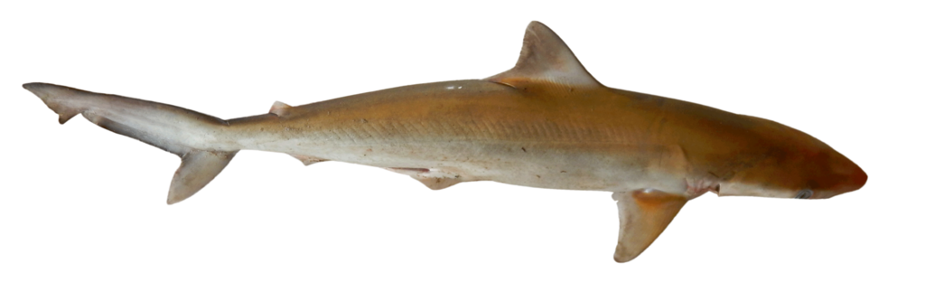 Grey sharpnose shark (Rhizoprionodon oligolinx) — Carcharhinidae