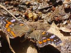 Precis octavia octavia