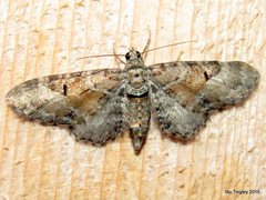 Eupithecia anticaria